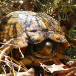 Box Turtle